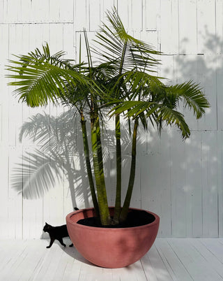 cane palm indoor plant Golden Cane palm