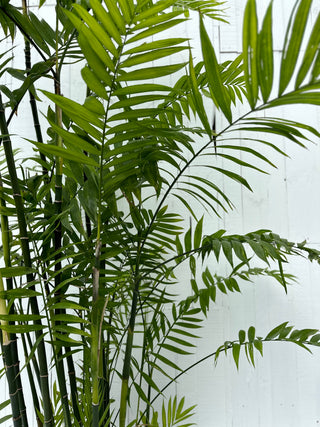 Costa Rican Bamboo palm