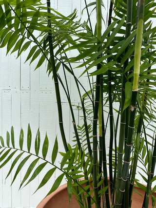 Costa Rican bamboo palm